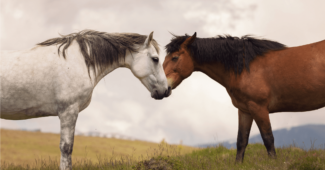 Kuo skiriasi arklys nuo žirgo?