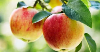 Obuoliai - kalorijos ir maistinė vertė